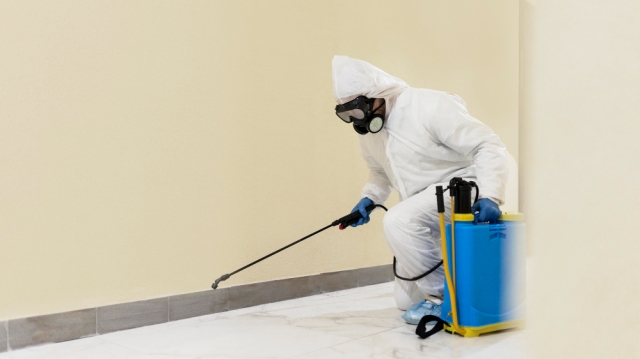 How to Effectively Remove Mold in Dubai Homes