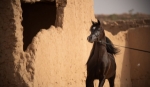 The Arabian Horse: A Legacy of Beauty, Strength, and Soul