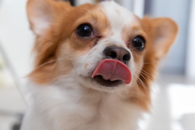 Feeding From the Fridge: Safe Superfoods to Share With Your Pup