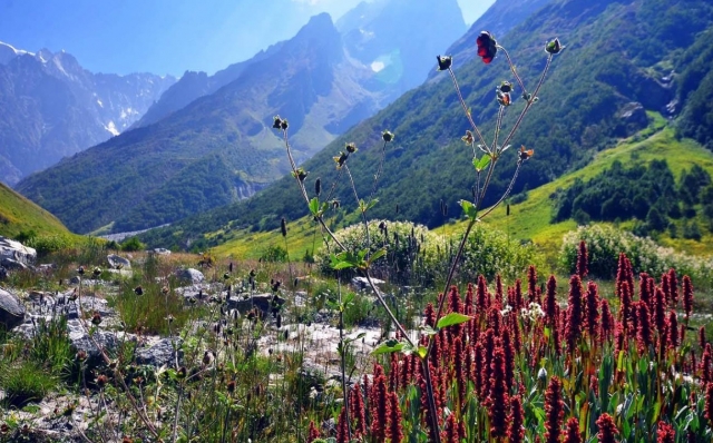 An Ultimate Guide for Valley of Flowers Trek, Uttarakhand