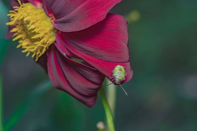 The Beauty of Summer Insects: A Sneak Peek Into ‘George Magazine’