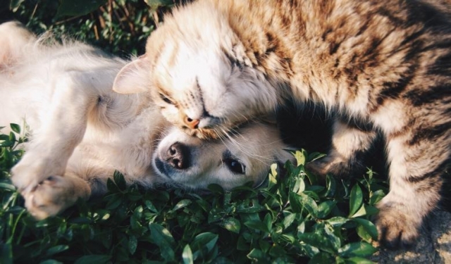 Want the Best for Your Pet? Here’s What to Expect From the Best Pet Supply Store in NYC!