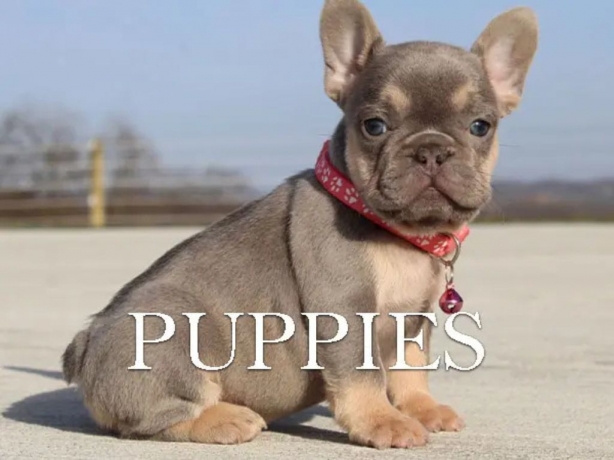 A Comprehensive Guide on Skin, Grooming & Nutrition Tips for Lilac Frenchie Care