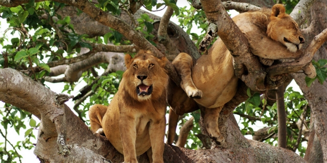 Best 7 Rwanda, Kenya, Uganda and Tanzania Parks to Visit on African Safari