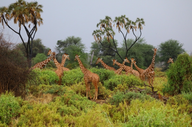 Kenya Holiday Made Easy: Affordable Packages from Top Travel Agencies