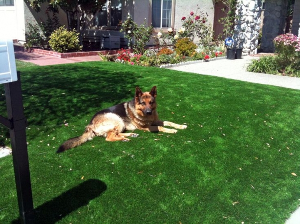 Pet Turf Installation Experts You Can Trust