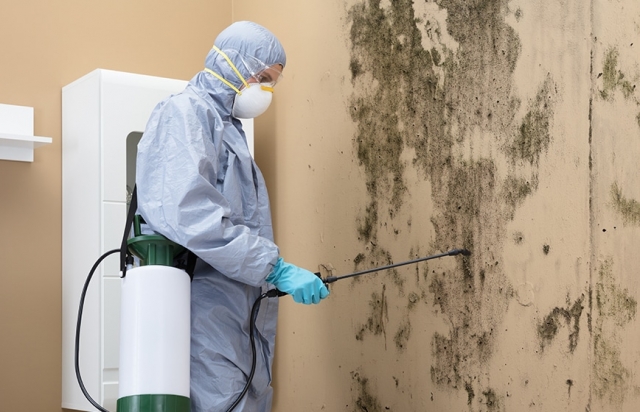 How Commercial Mold Remediation Saves Businesses from Health and Financial Disasters