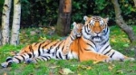 tadoba national park safari booking : 