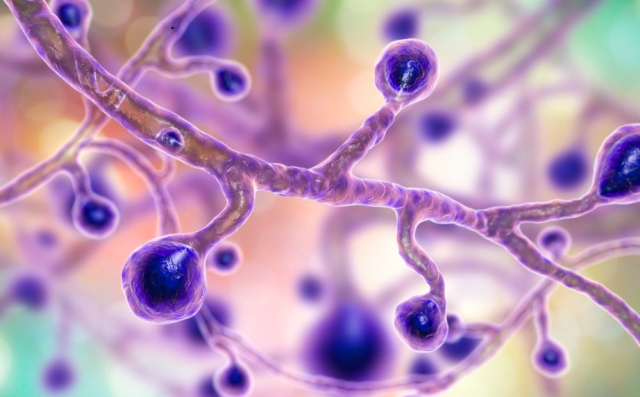 Blastomycosis Treatment Market Size, Trends and Growth Forecast 2025-2032