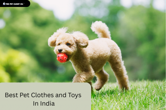 Discover the Best Pet Clothes and Toys in India for Your Furry Friend – Only at The Pet Closet