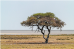 The Timeless Beauty of Africa: A Deep Dive into Tanzania’s Wonders