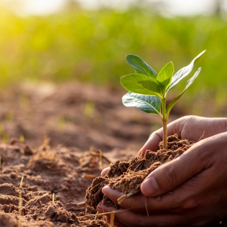 Can Florida Friendly Plants Grow Without Fertilizer?
