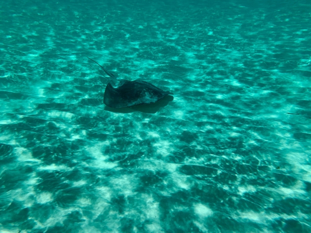 The Ultimate Packing List for Dive Travel 