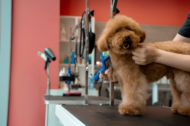 Top 7 Must-Have Dog Grooming Supplies Every Dog Needs