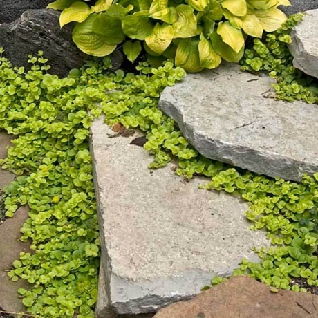 Creeping Jenny: How to Care For & Propagate Creeping Jenny