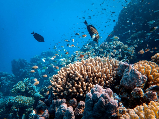 How Climate Change Is Impacting Bali’s Coral Reefs 