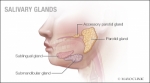 Salivary Gland Infection Market Size, Trends, and Growth Forecast 2025-2032