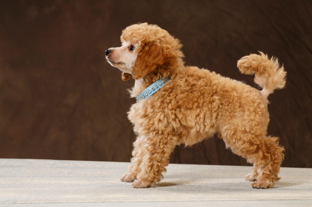 Hidden Benefits of Raising Toy Poodles in Texas