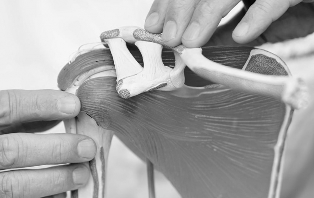 Beweglichkeit verbessern mit dem Orthopäden Zürich