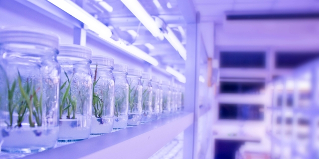 India’s Agri-Tech Revolution: The Rise of Exotic Fruits and Controlled Farming