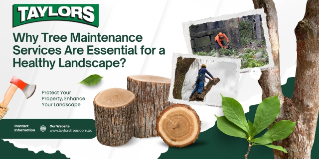 Why Tree Maintenance Services Are Essential for a Healthy Landscape?