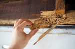 5 Problems with Termites at Office Premises