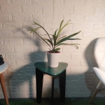 Breathe Better with Indoor Plants: Discover the Joy of Online Plant Shopping with Plantshub