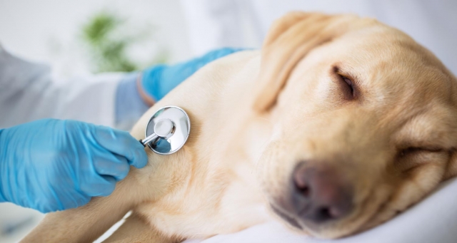 What Are the Warning Signs of a Minor Heart Attack in Dogs?