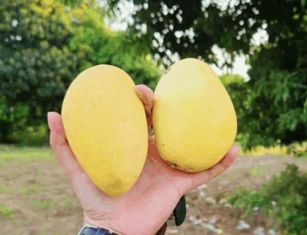 No, I Will NOT Be a Mango Farmer! Genalyn De Torres and the Paradox of Pampanga's Sweetest Deal