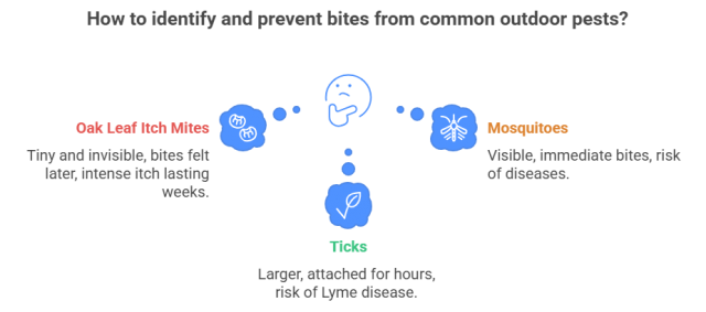 Are Oak Leaf Itch Mites Worse Than Mosquitoes or Ticks