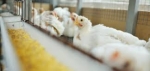 Middle East and Africa Animal Feed Additives Market Report, Trends, Forecast by 2025-2033