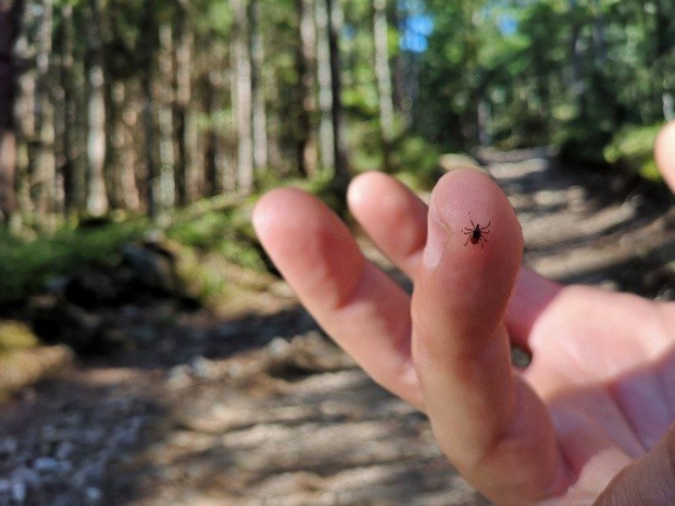 The Importance of Online Tick Prevention Course and Golf Cart Safety Training for Safety