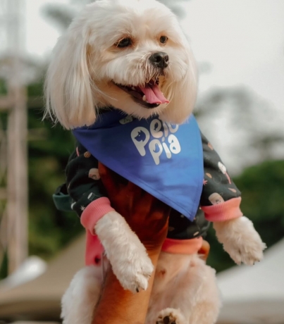 Unleashing Joy: Dog Agility Event and Pet Adoption Carnival in Pune