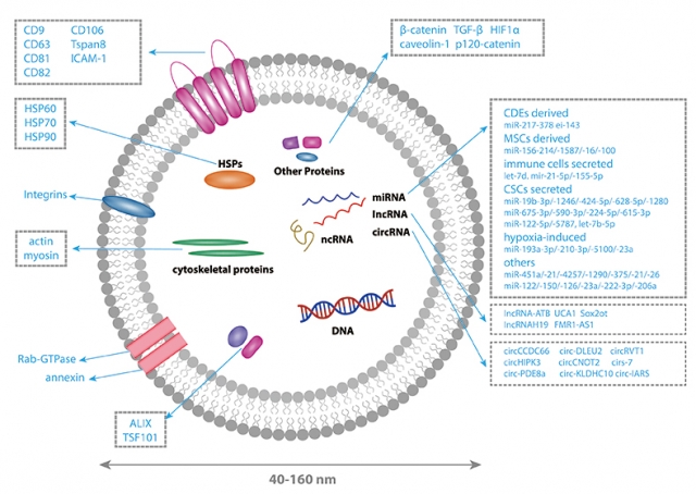 Purified Exosomes for Drug Delivery and Therapeutic Research