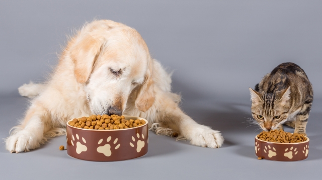 Pet Supply Store St Paul MN – Pet Food & Pet Care in St Paul MN
