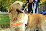Best Dog Boarding Services in Hyderabad for Your Furry Friend