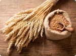 Planning for 2025: What Alberta Growers Should Know About Winter Wheat Seed, Carver, Esma, and Stronghold Seeds