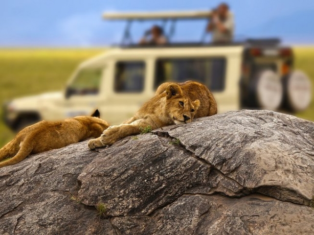 Best tips for Serengeti African safari tours
