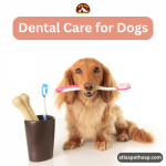 dog microchipping
