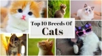 Top 10 most beautifuldomesticcatbreeds