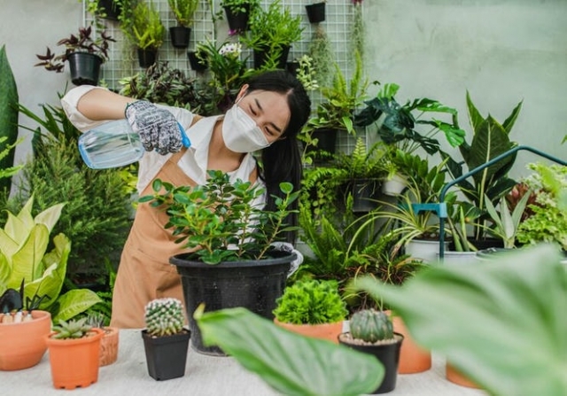 Green Thumbs at Home: Essential Tips for Successful Home Gardening