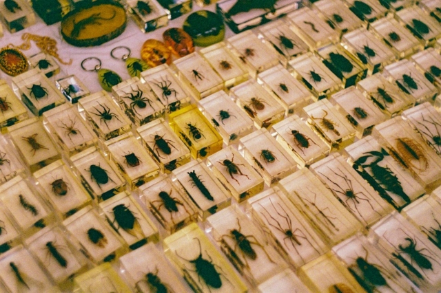 How Seasonal Changes Can Affect Pest Activity Inside Your Home