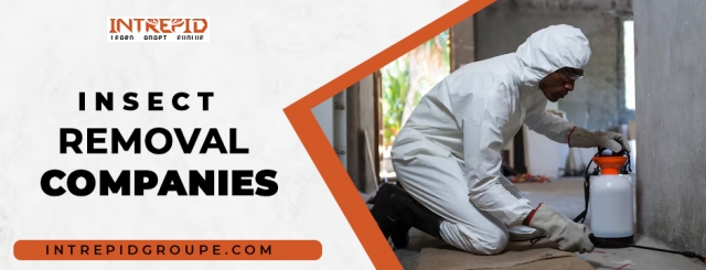 Top Insect Removal Company in Dubai | Intrepid Pest Control