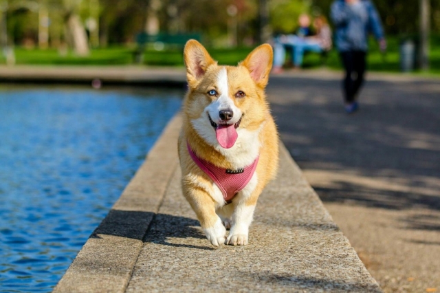 Real Connections or Just Talk? Exploring Animal Communicator Course Singapore with a Dog Trainer’s Lens