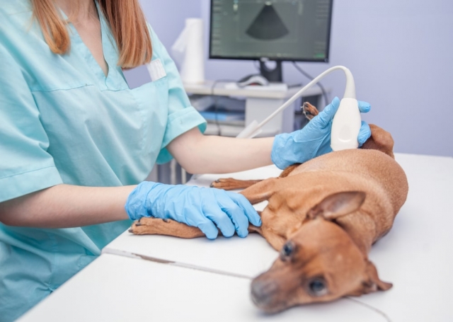 Dog Ultrasound Cost: A Complete Guide for Pet Owners