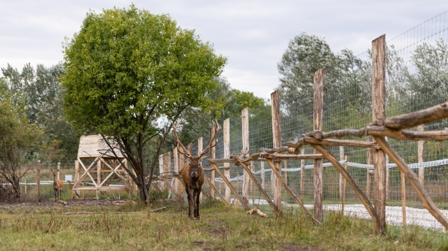 Madison Dog Fence Wildlife Protection: Coyote & Deer Safety