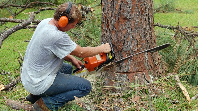 5 Latest Trends In Tree Trimming For A Modern Yard