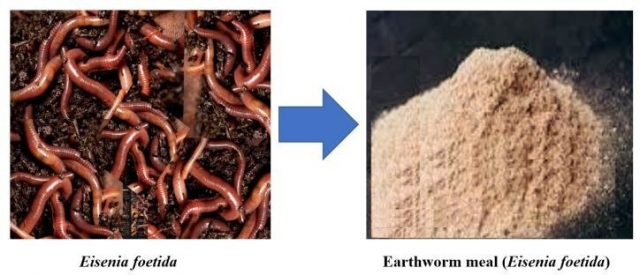 Long-Term Outlook: Earthworm Meal Market Poised for Sustainable Global Expansion