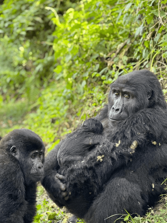 Mountain Gorilla Trekking & Safaris: A Life-Changing Wildlife Encounter in Africa
