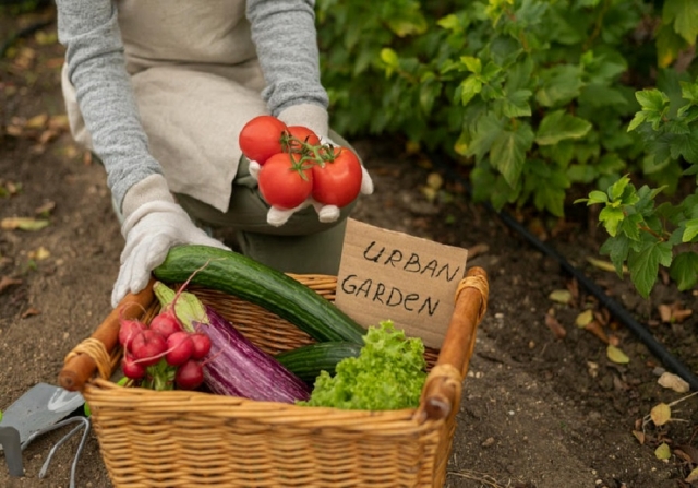 Top Vegetables You Can Easily Grow at Home in India All Year Round